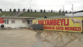 sultanbeyli adaklık kurbanlık satış ve kesim merkezi